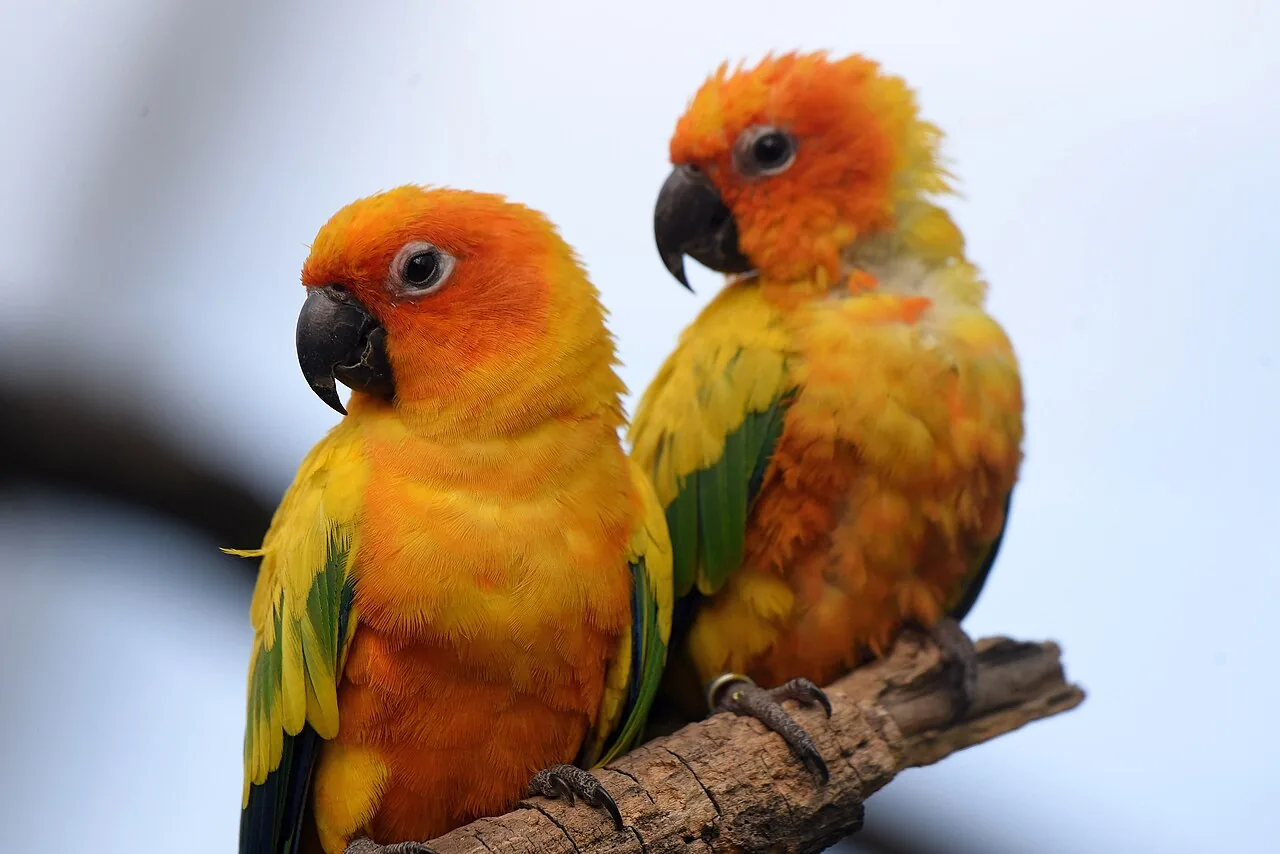 Sun Conure — parrot species