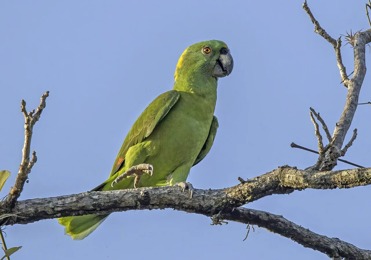 Yellow-naped Amazon — parrot species