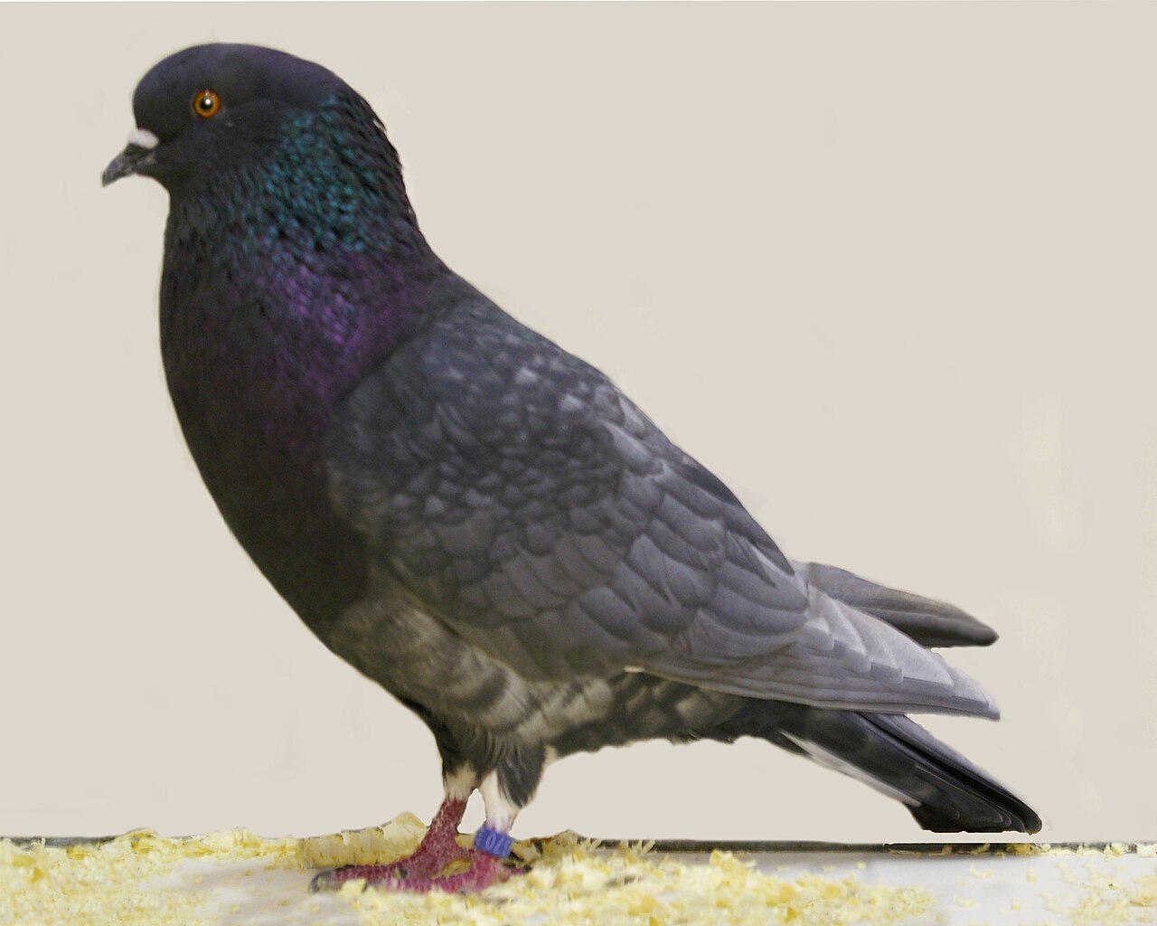 Birmingham Roller — pigeon breed