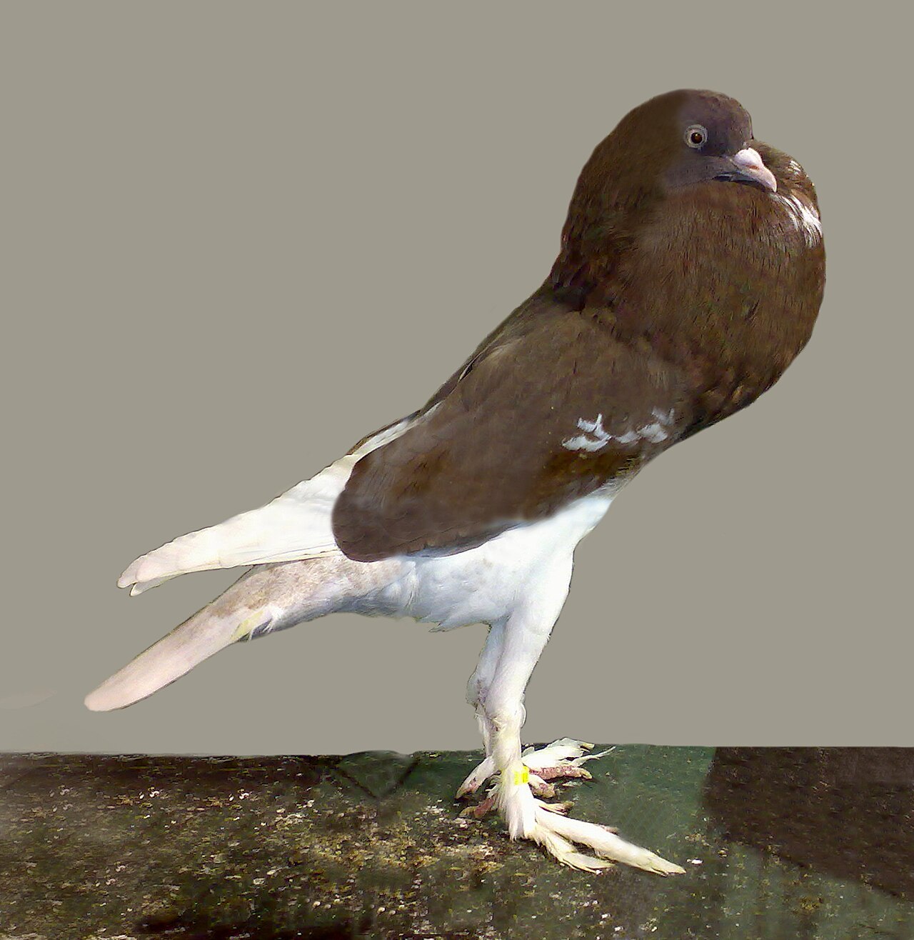 English Pouter — pigeon breed