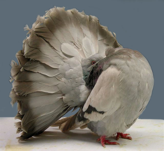 Fantail — pigeon breed