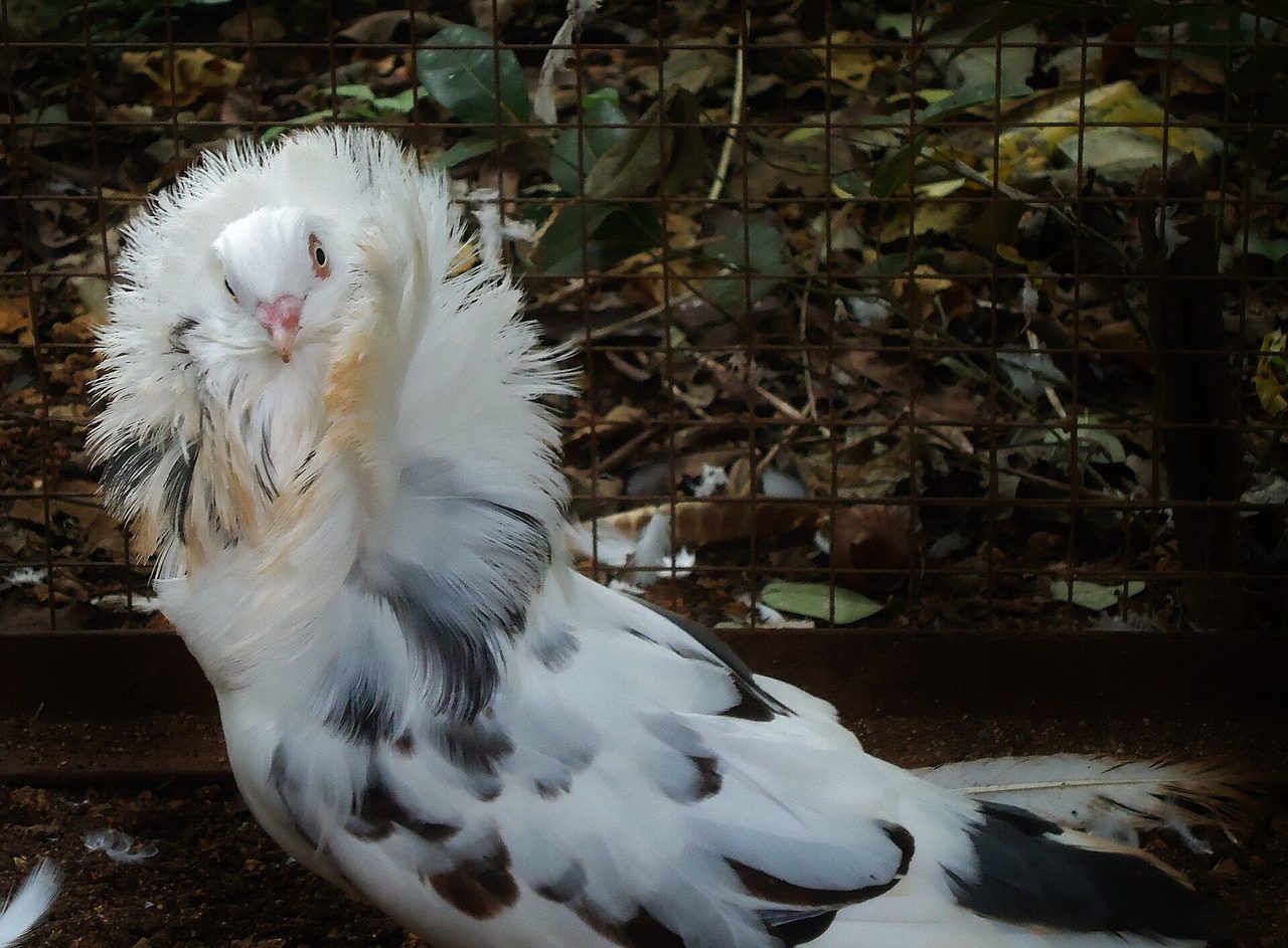 Jacobin — pigeon breed