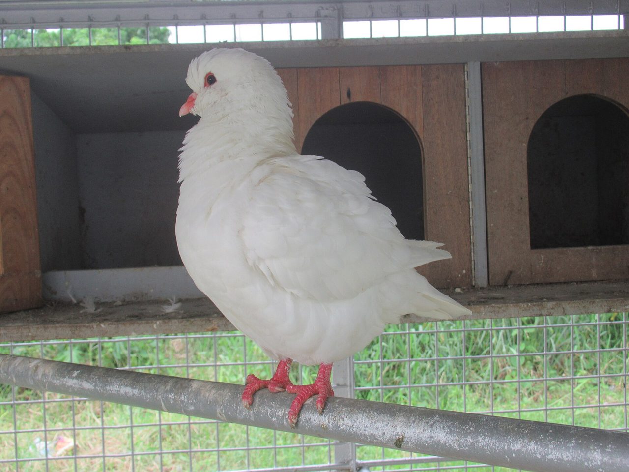 King — pigeon breed