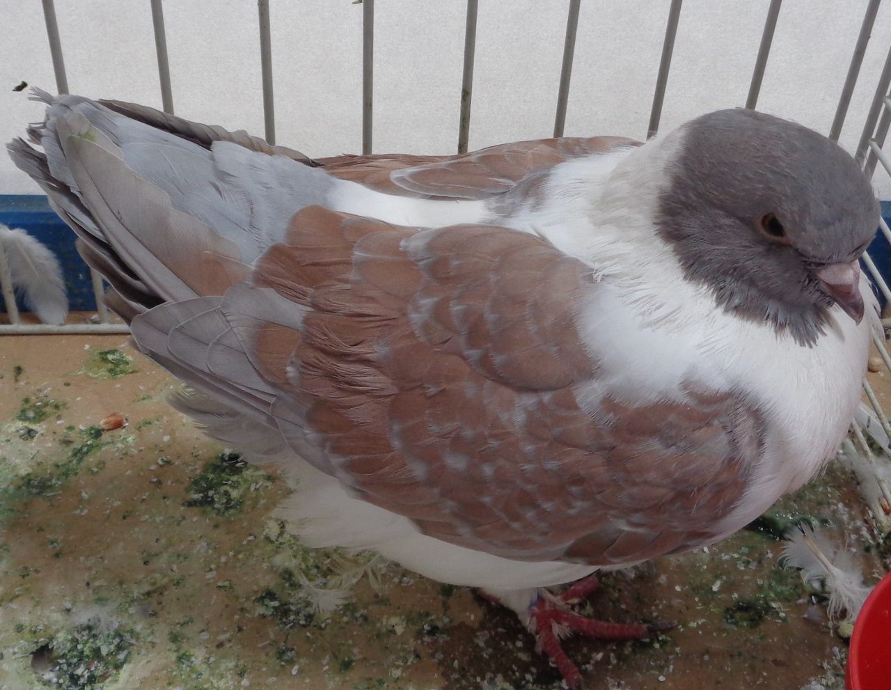 Modena — pigeon breed