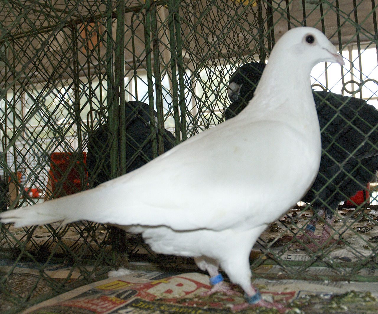 Racing Homer — pigeon breed