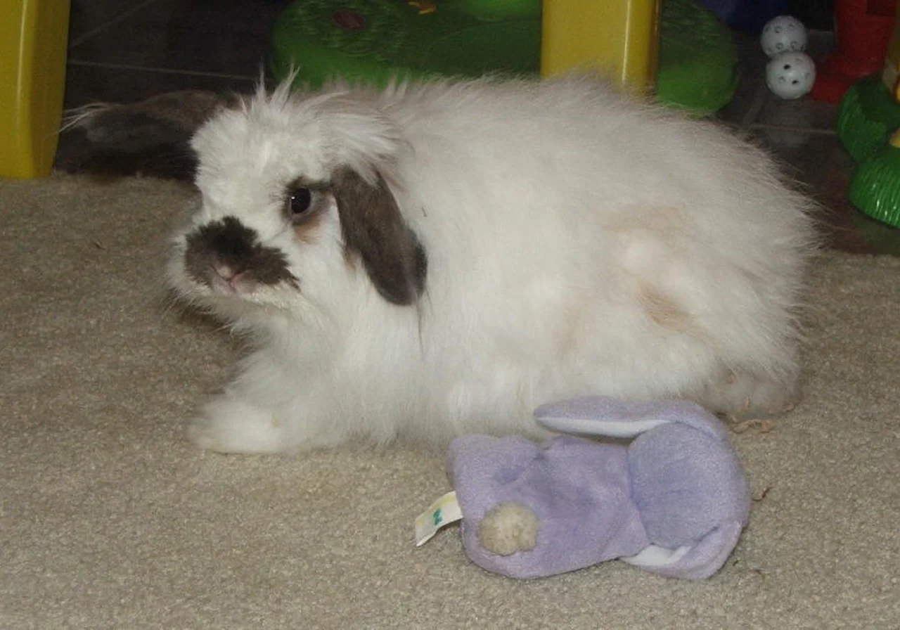 American Fuzzy Lop — rabbit breed