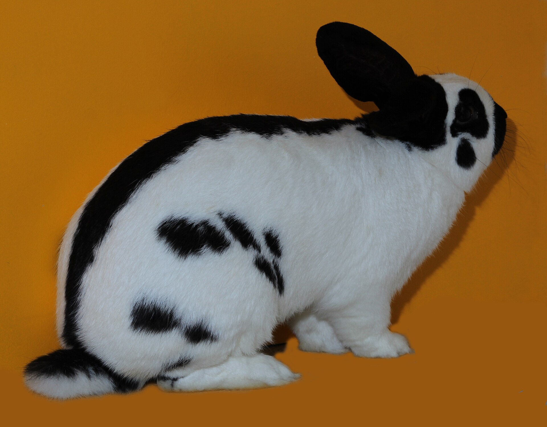 Checkered Giant — rabbit breed