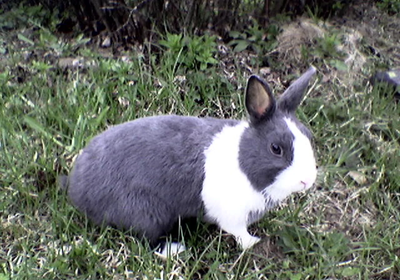 Dutch — rabbit breed