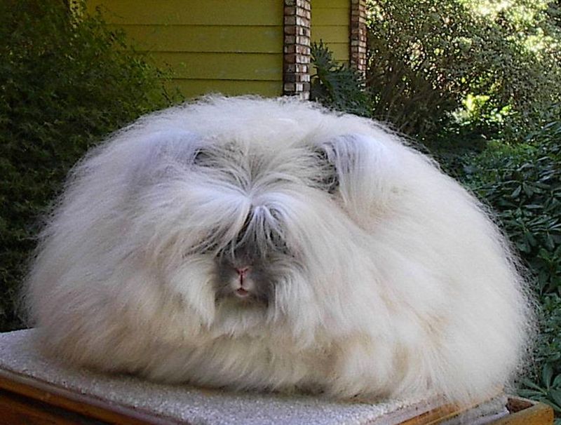 English Angora — rabbit breed