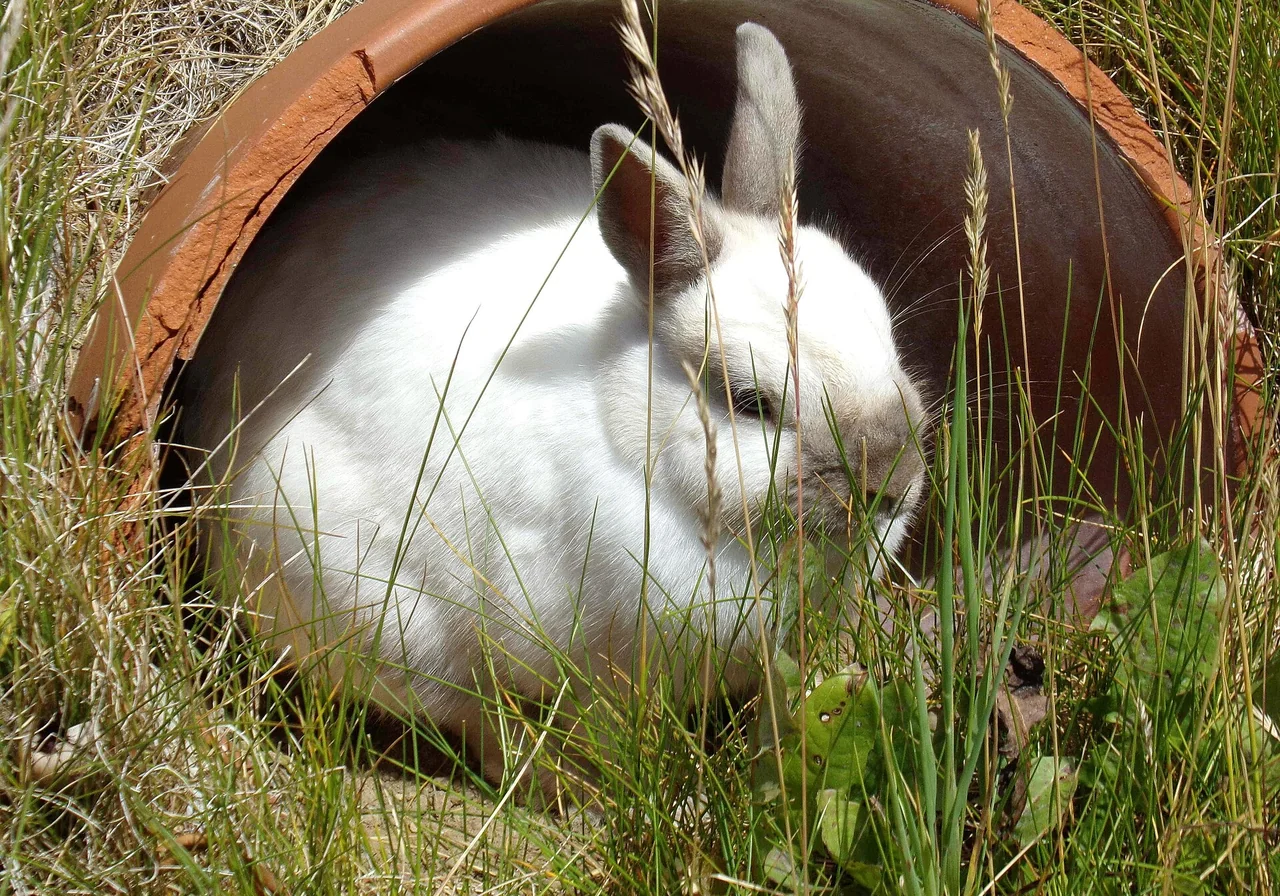 Flemish Giant — rabbit breed