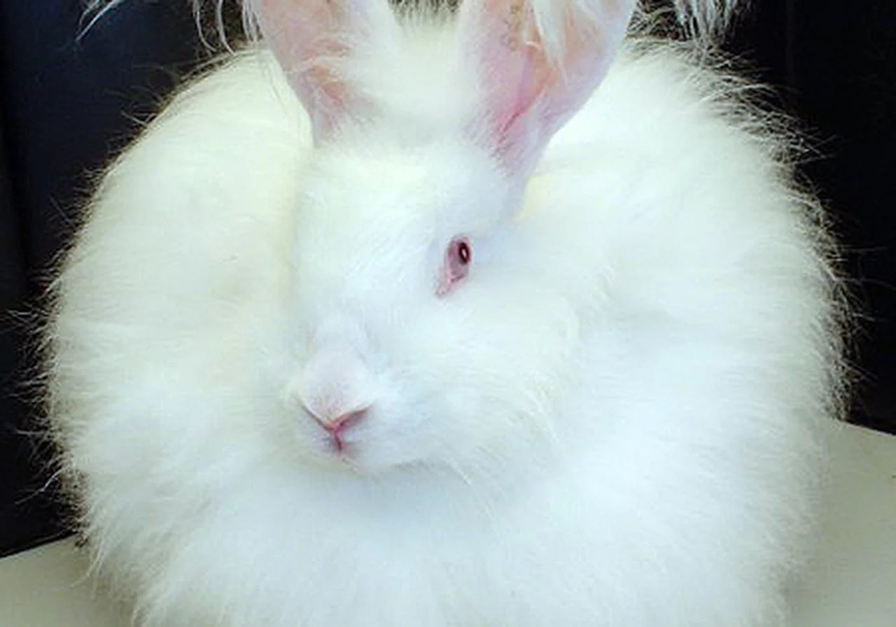 French Angora — rabbit breed