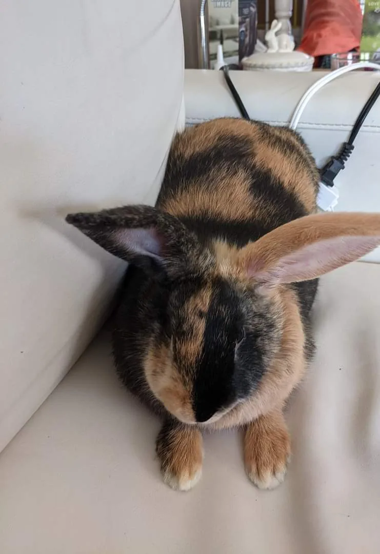 Harlequin — rabbit breed