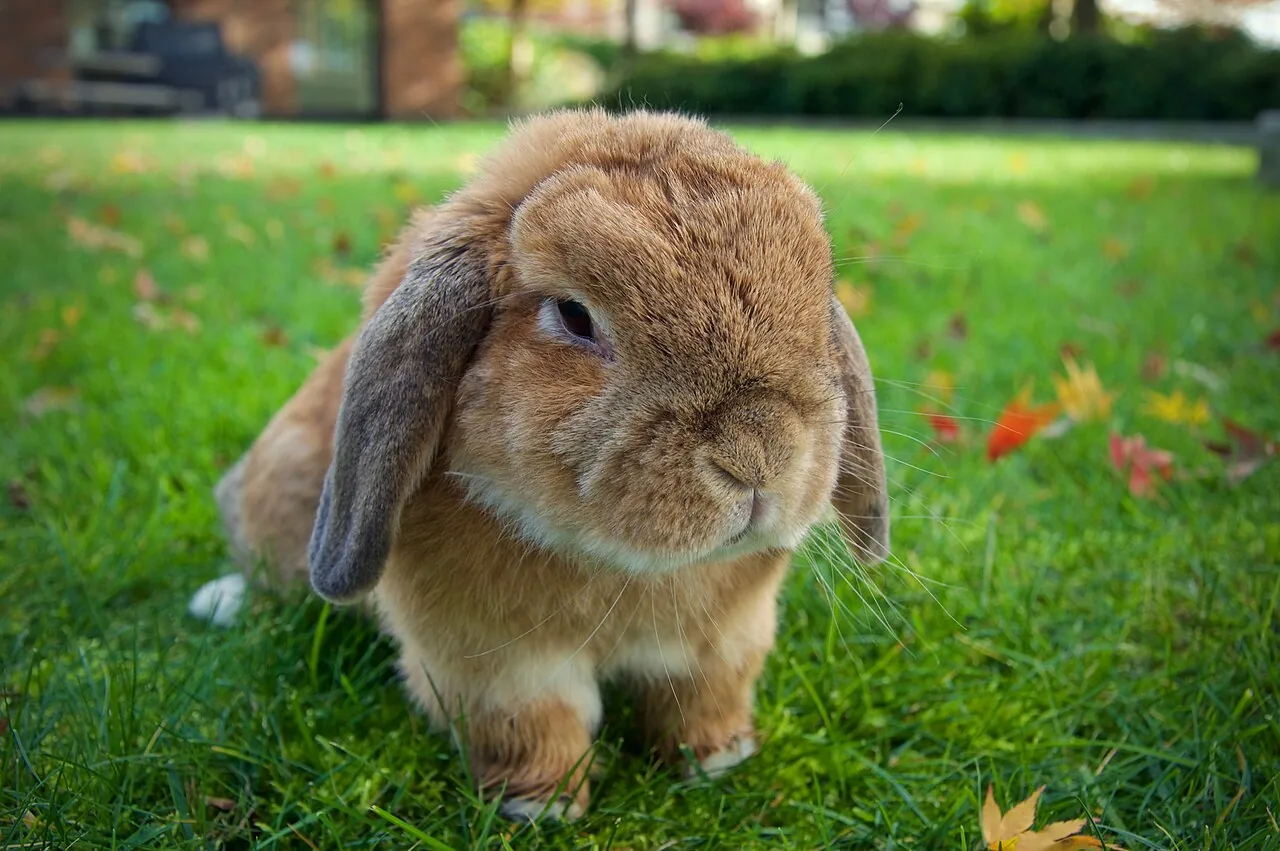 Holland Lop — rabbit breed