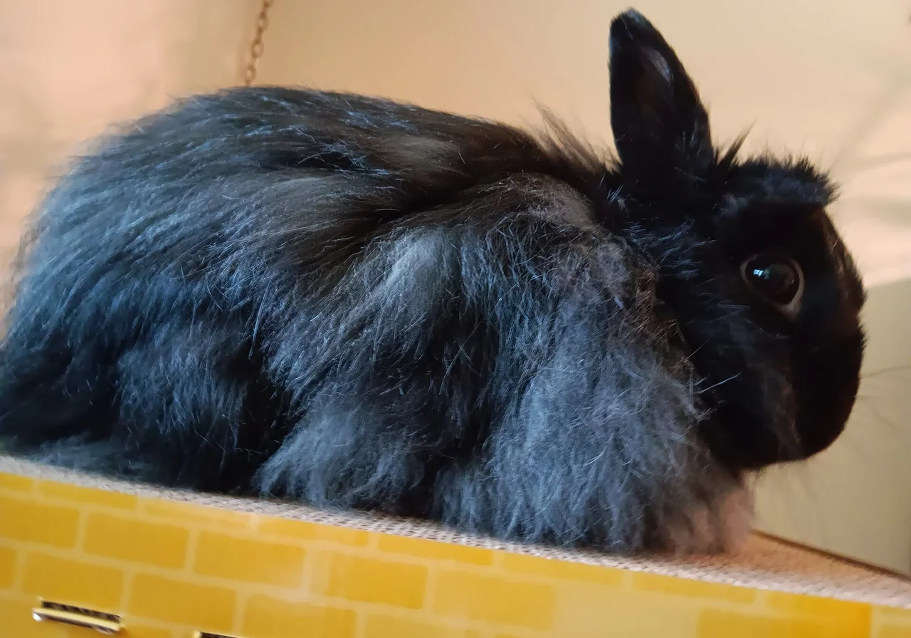 Jersey Wooly — rabbit breed