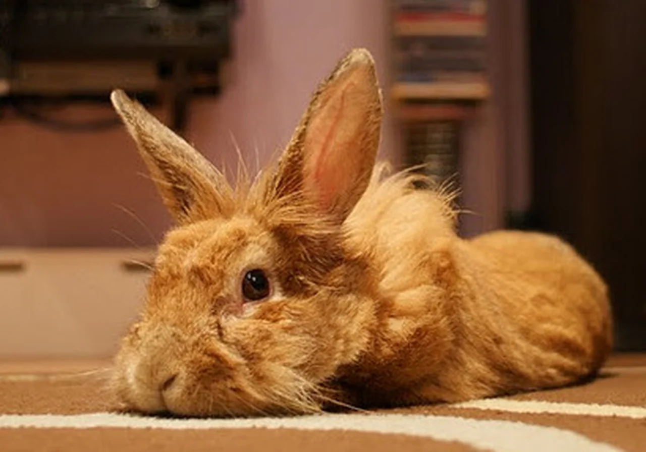 Lionhead — rabbit breed