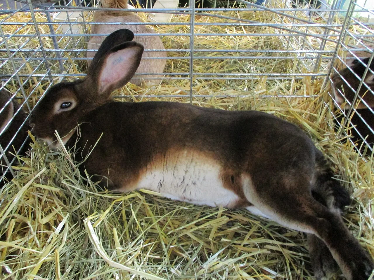 Mini Rex — rabbit breed