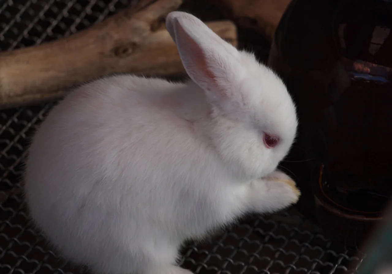 Polish — rabbit breed