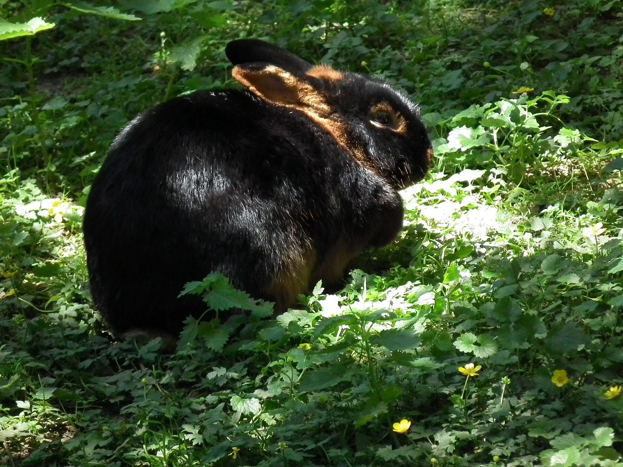 Tan — rabbit breed