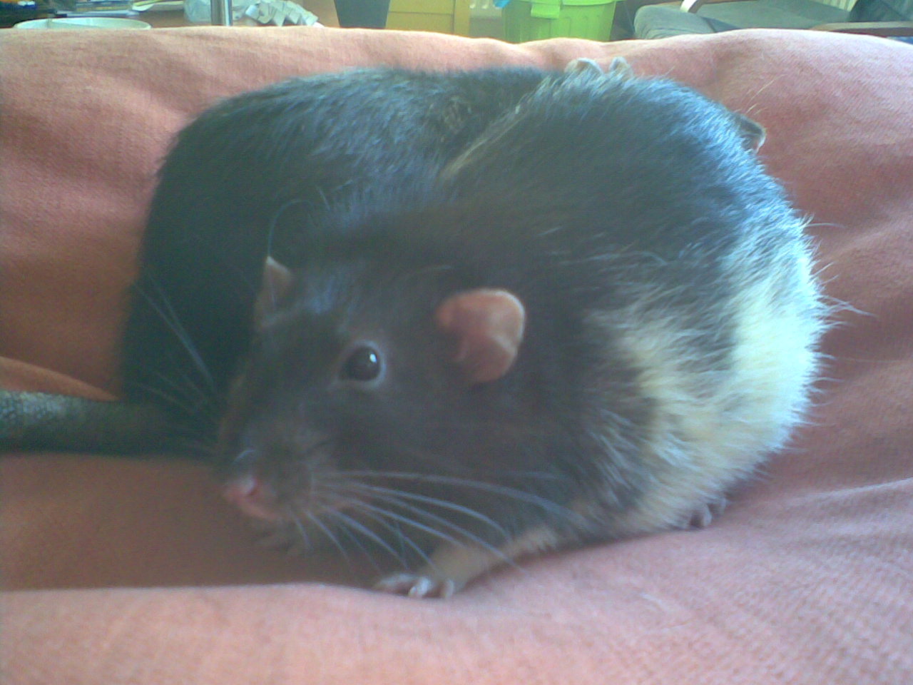 Dumbo — brown rat variety