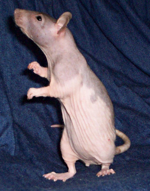 Hairless — brown rat variety
