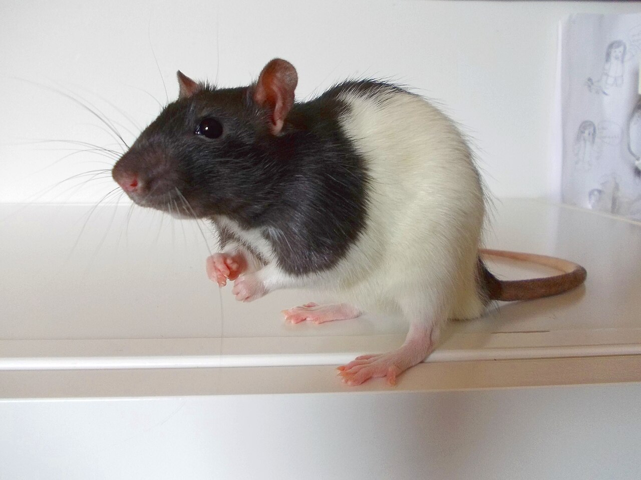 Hooded — brown rat variety