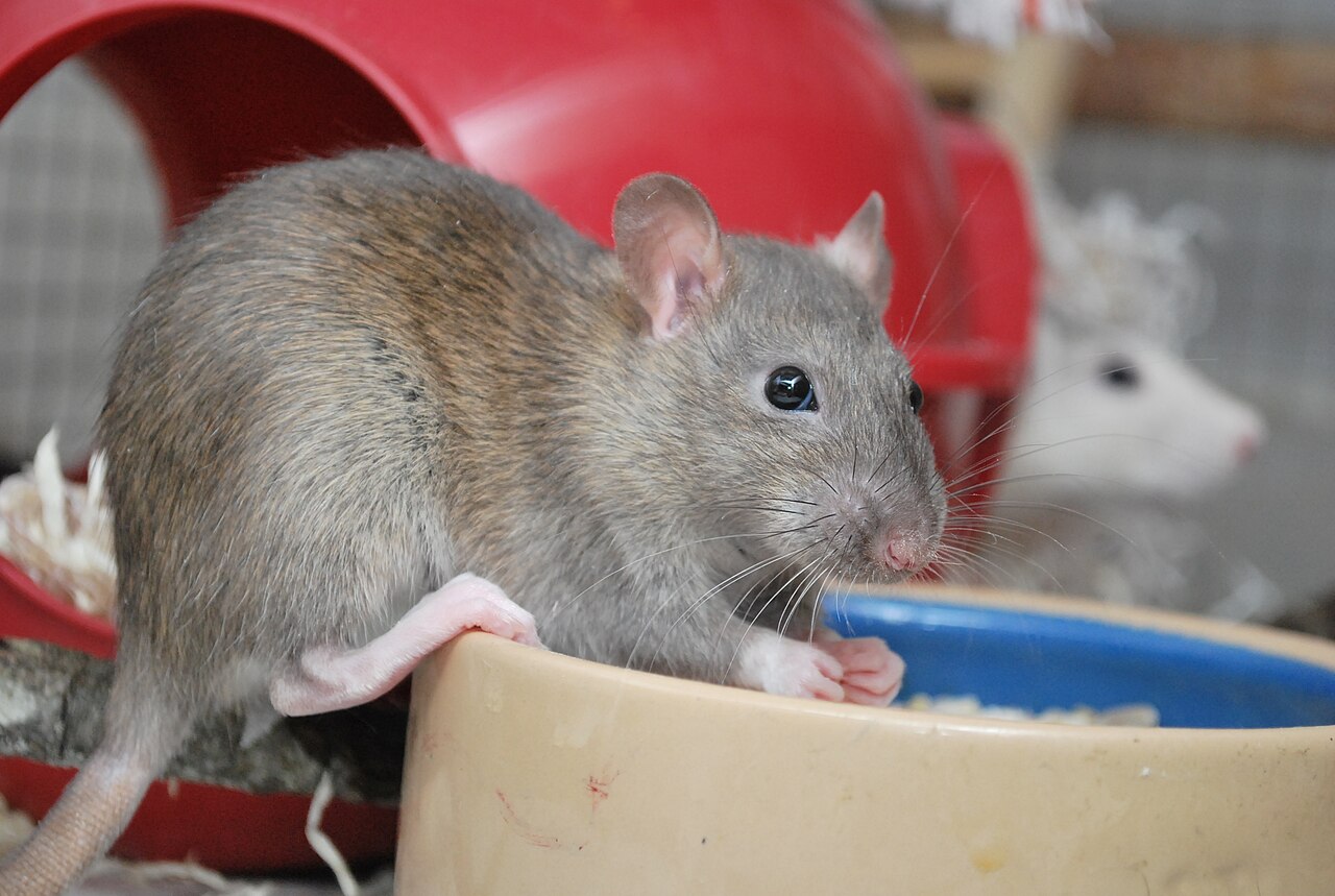 Standard — brown rat variety