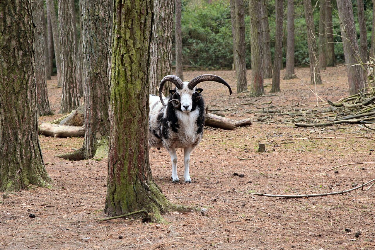 Jacob — sheep breed