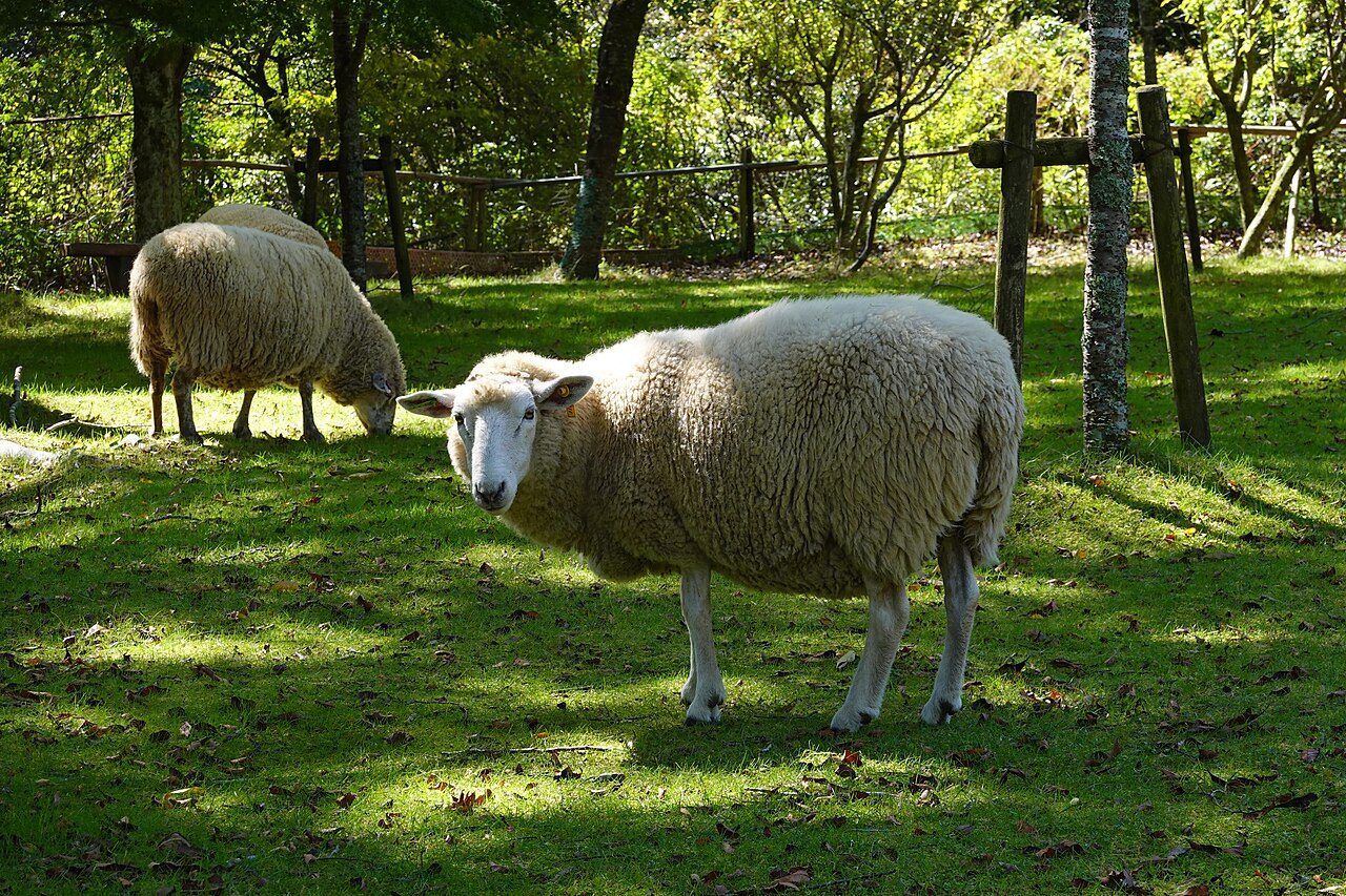 Merino — sheep breed