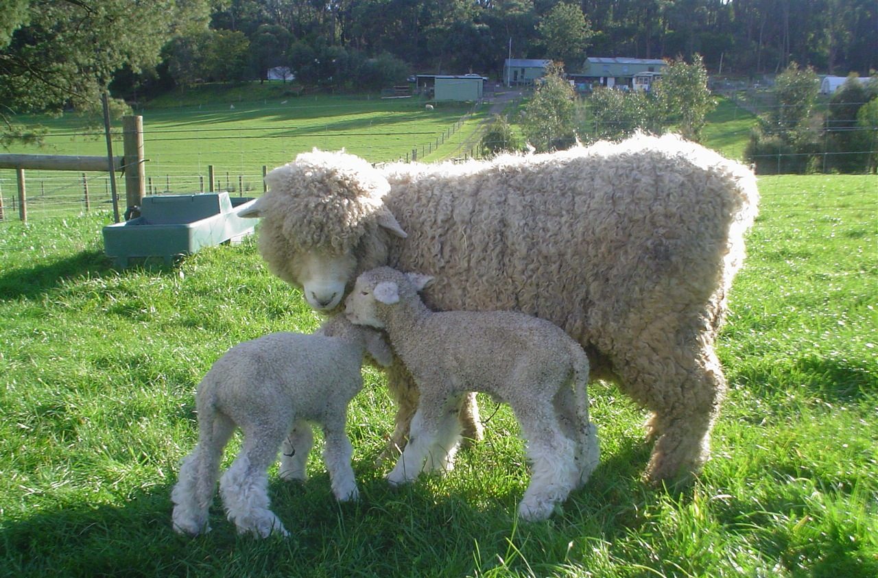 Romney — sheep breed