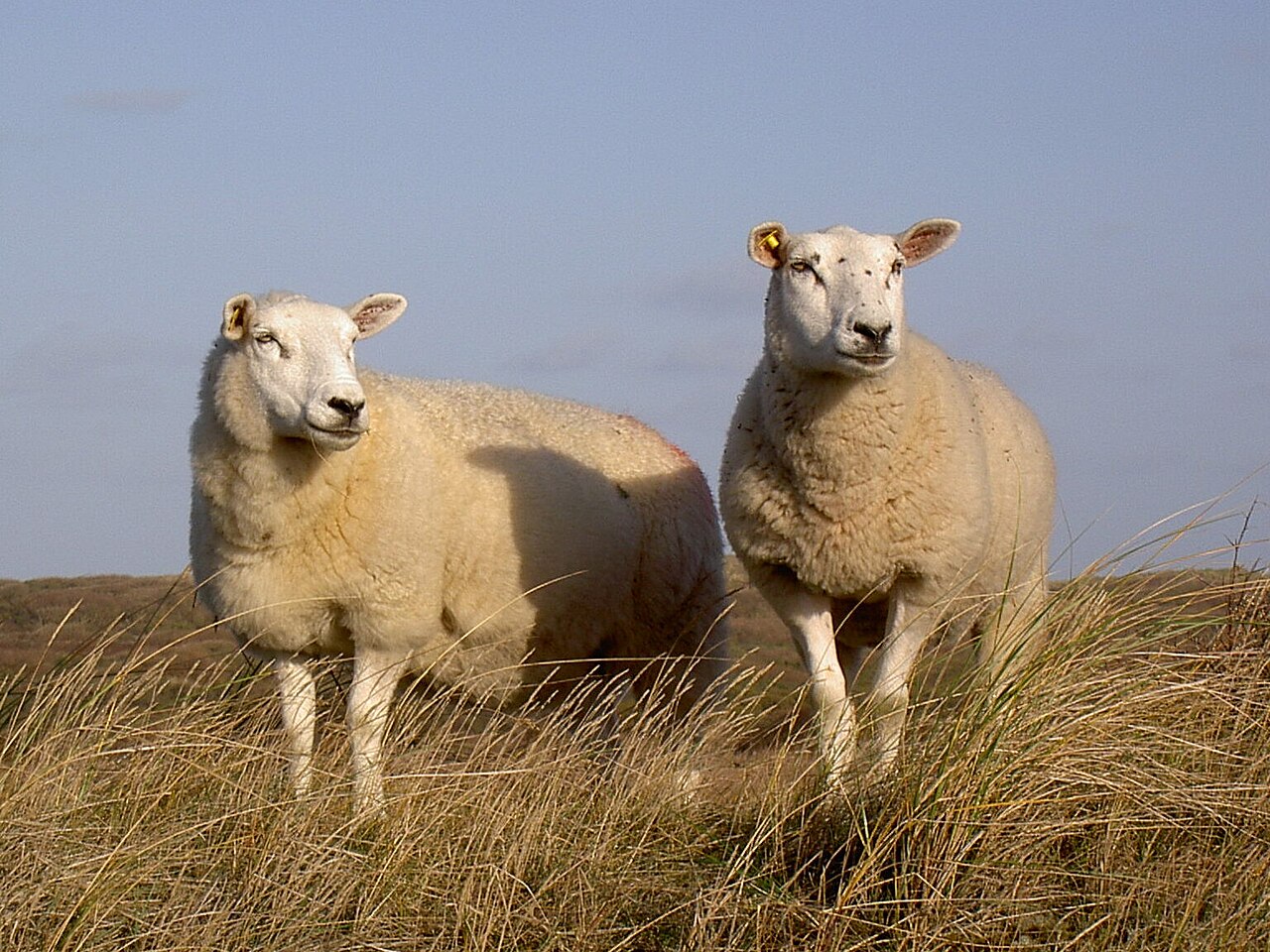 Texel — sheep breed