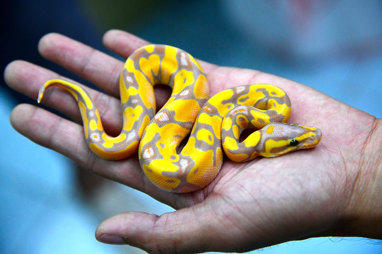 Ball Python — snake species