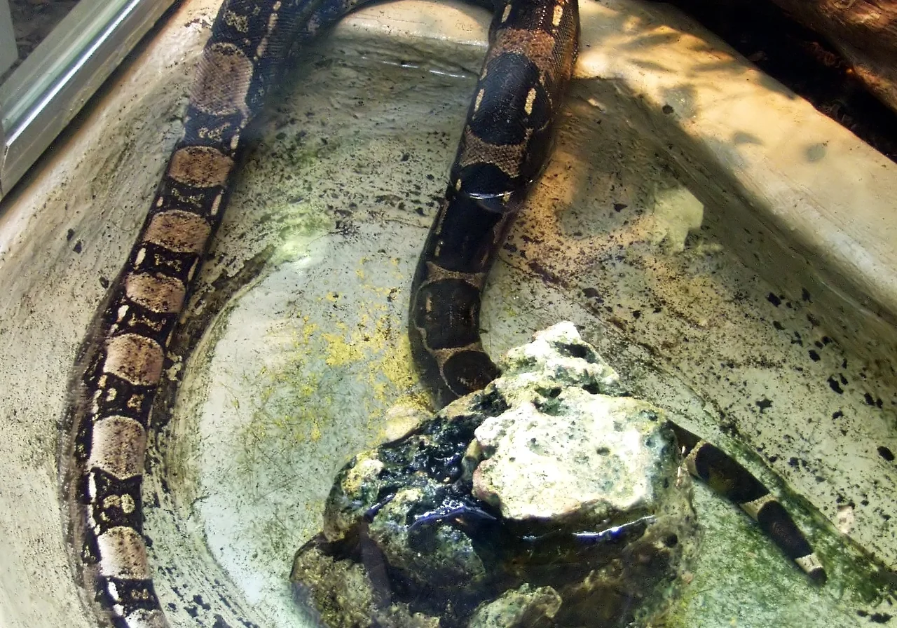 Boa Constrictor — snake species