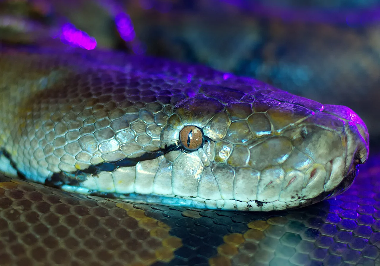 Burmese Python — snake species