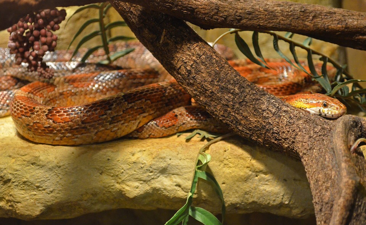 Corn Snake — snake species