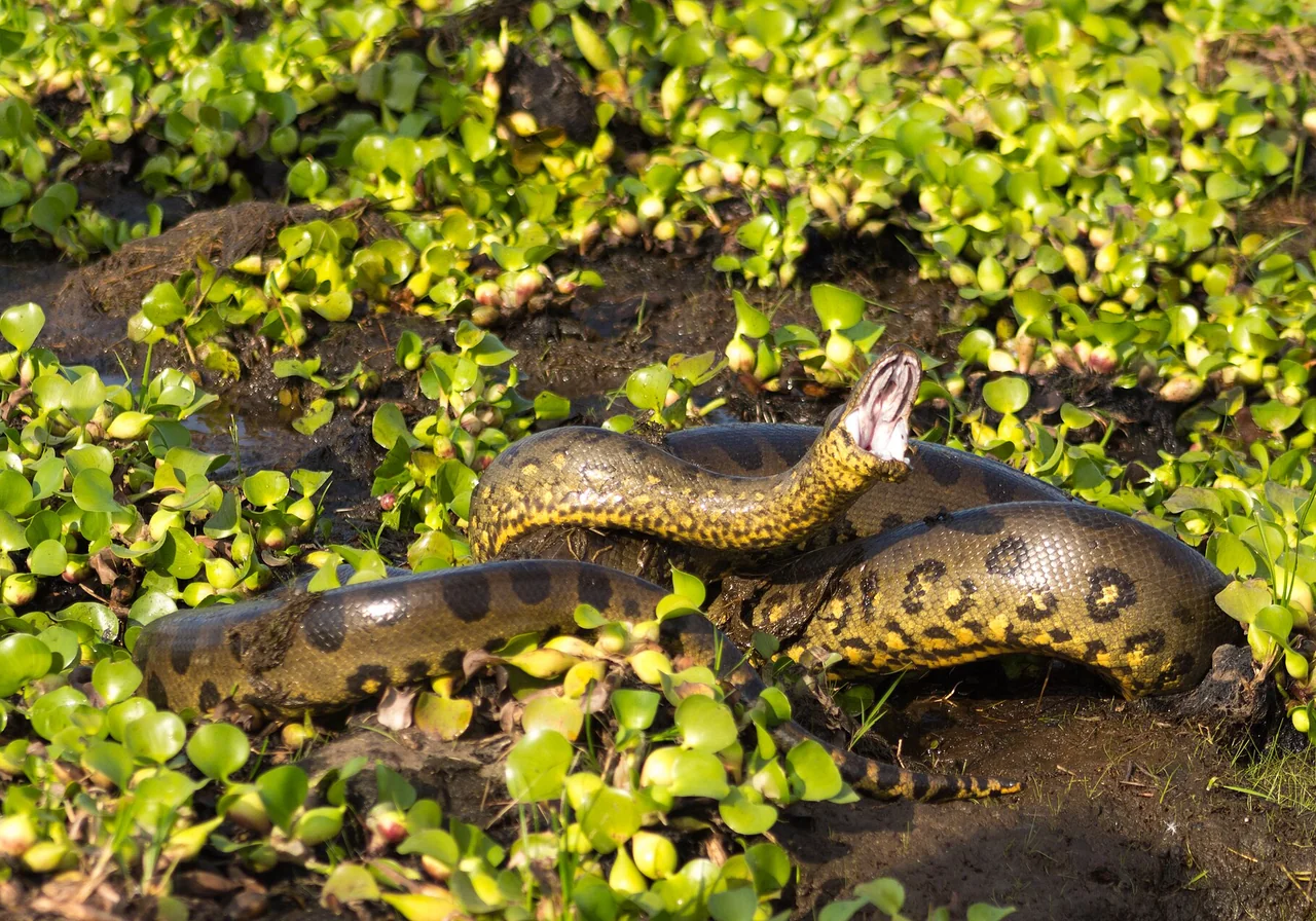 Green Anaconda — snake species
