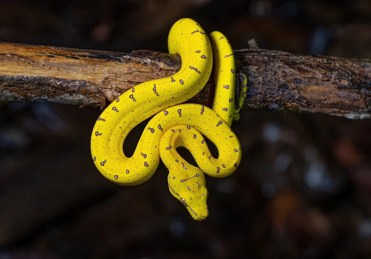 Green Tree Python — snake species