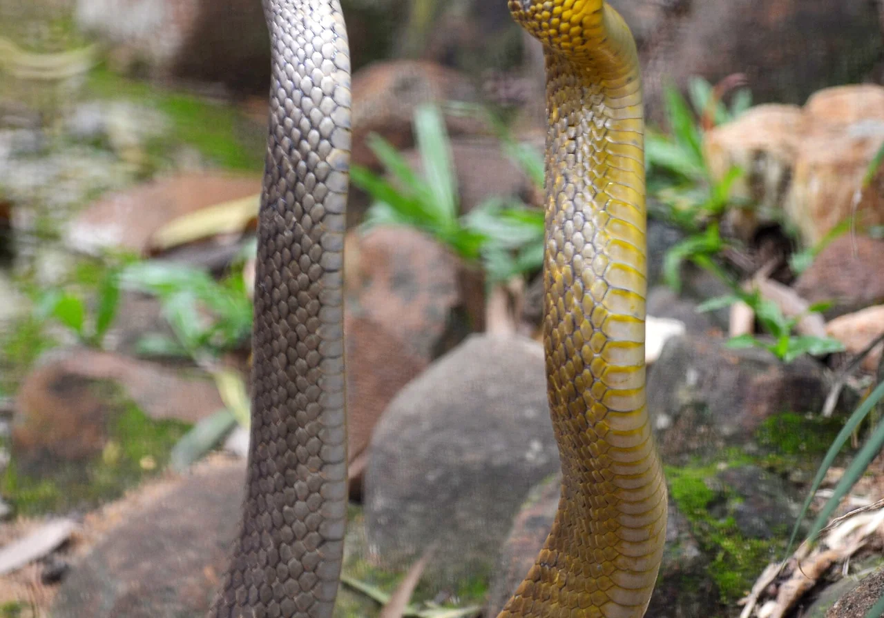 Indian Cobra — snake species