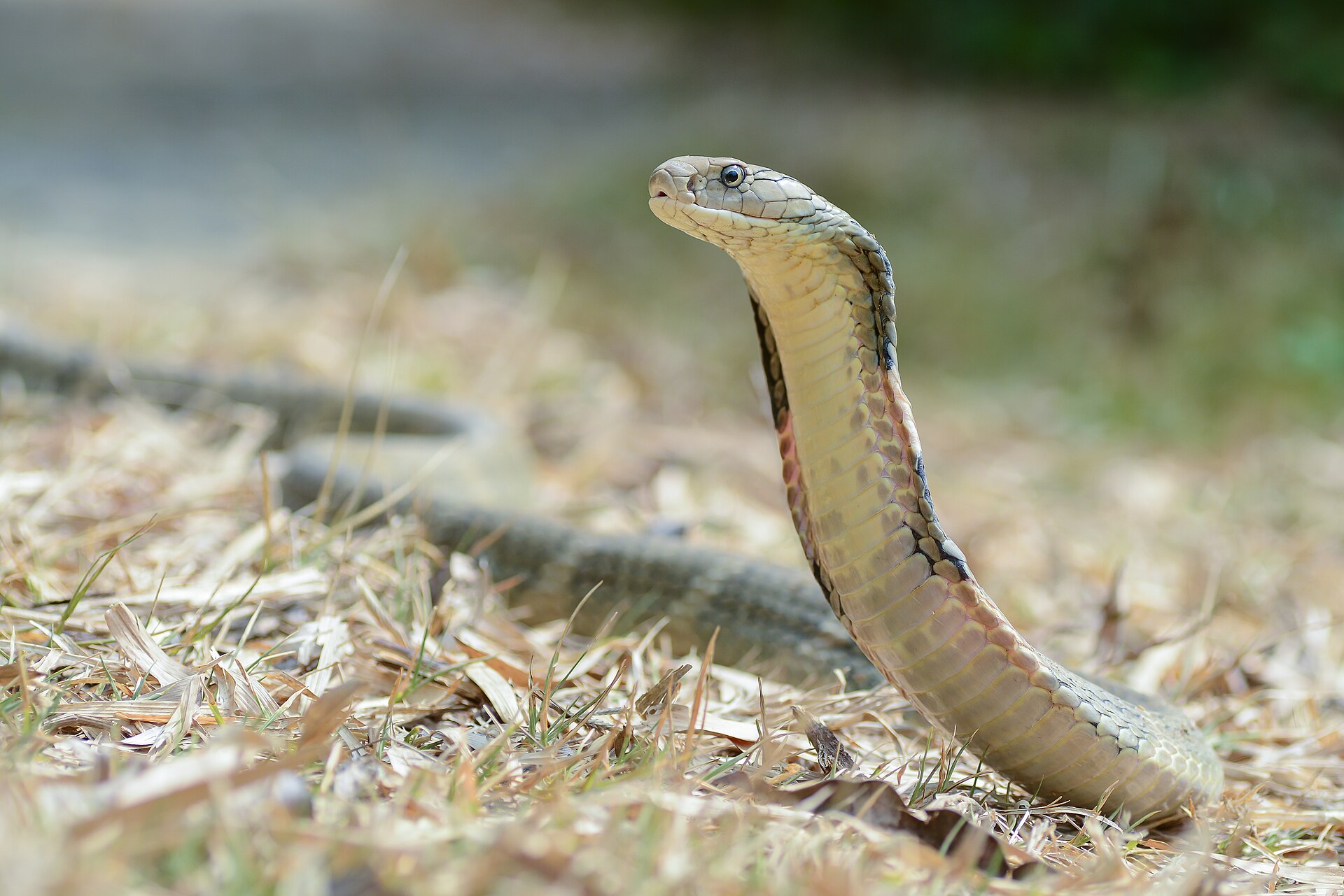 King Cobra — snake species