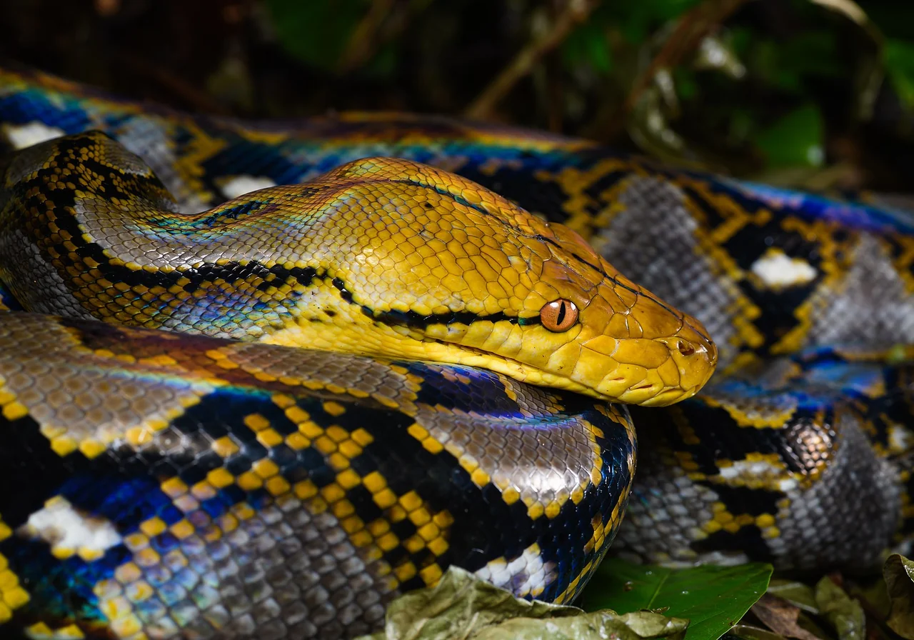 Reticulated Python — snake species