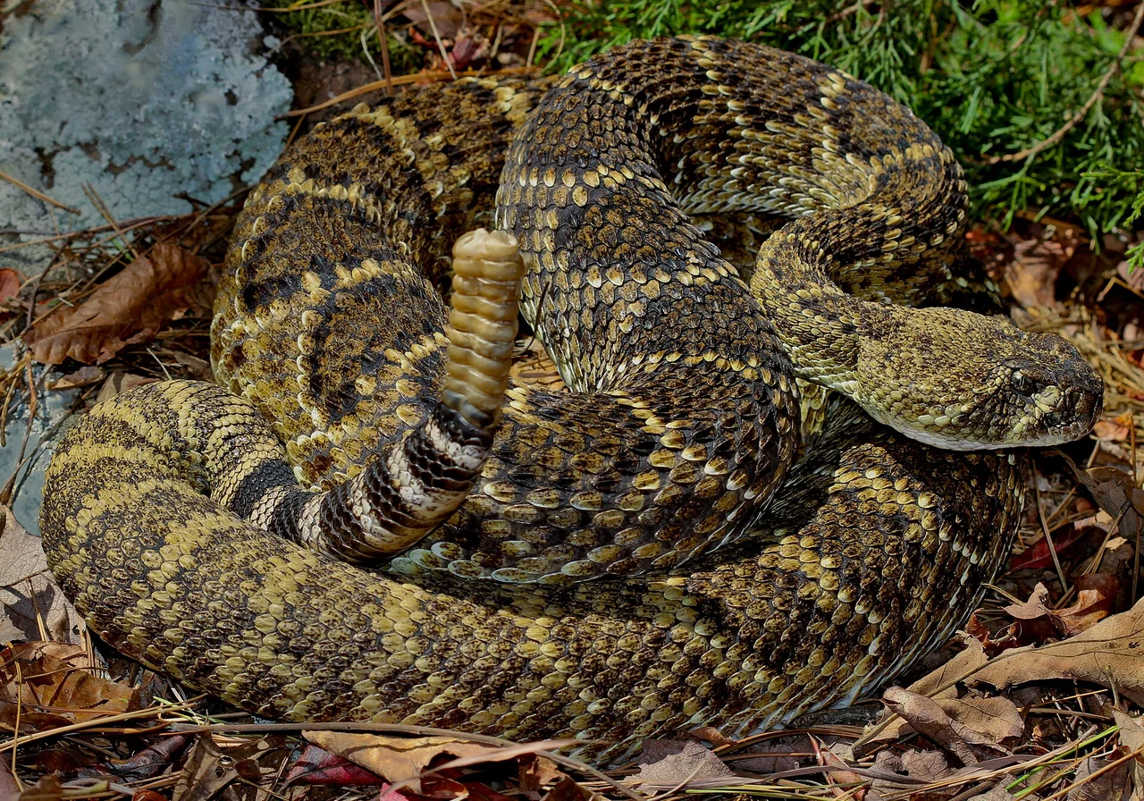 Western Diamondback Rattlesnake — snake species