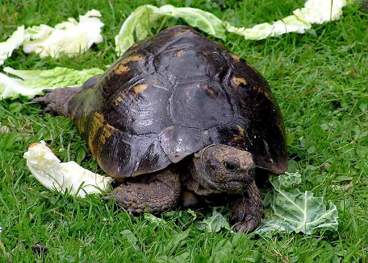 Greek Tortoise — tortoise species