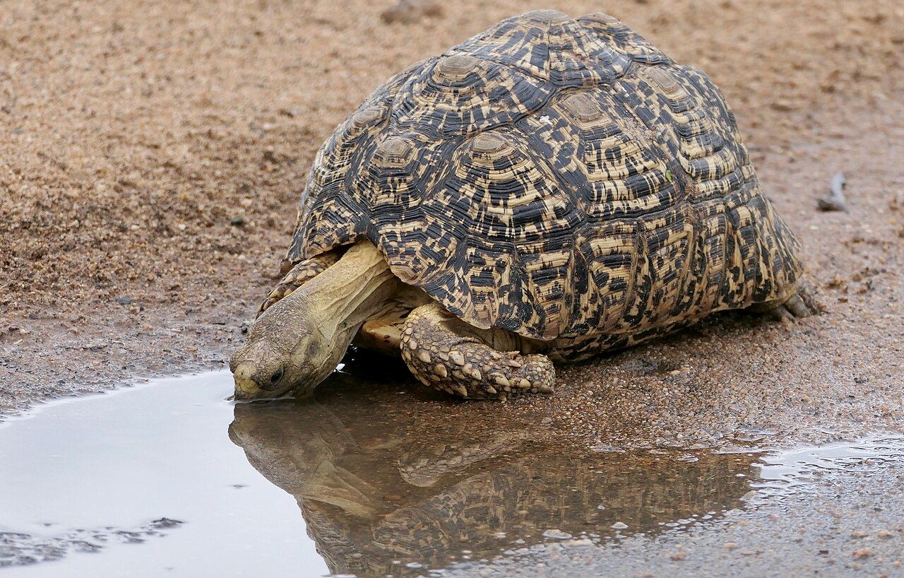 Leopard Tortoise — tortoise species