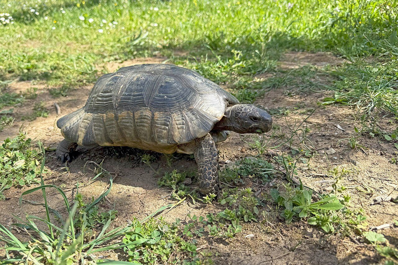 Marginated Tortoise — tortoise species