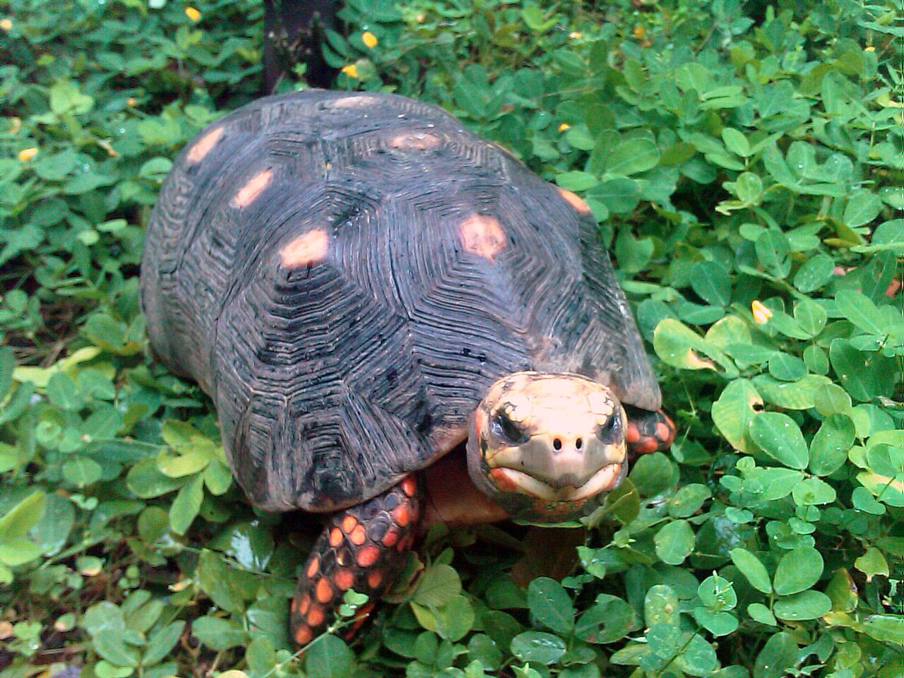 Red-footed Tortoise — tortoise species