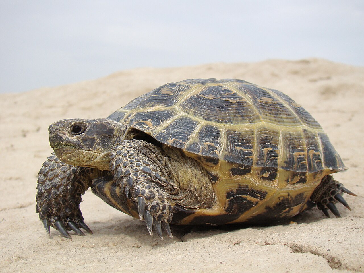 Russian Tortoise — tortoise species