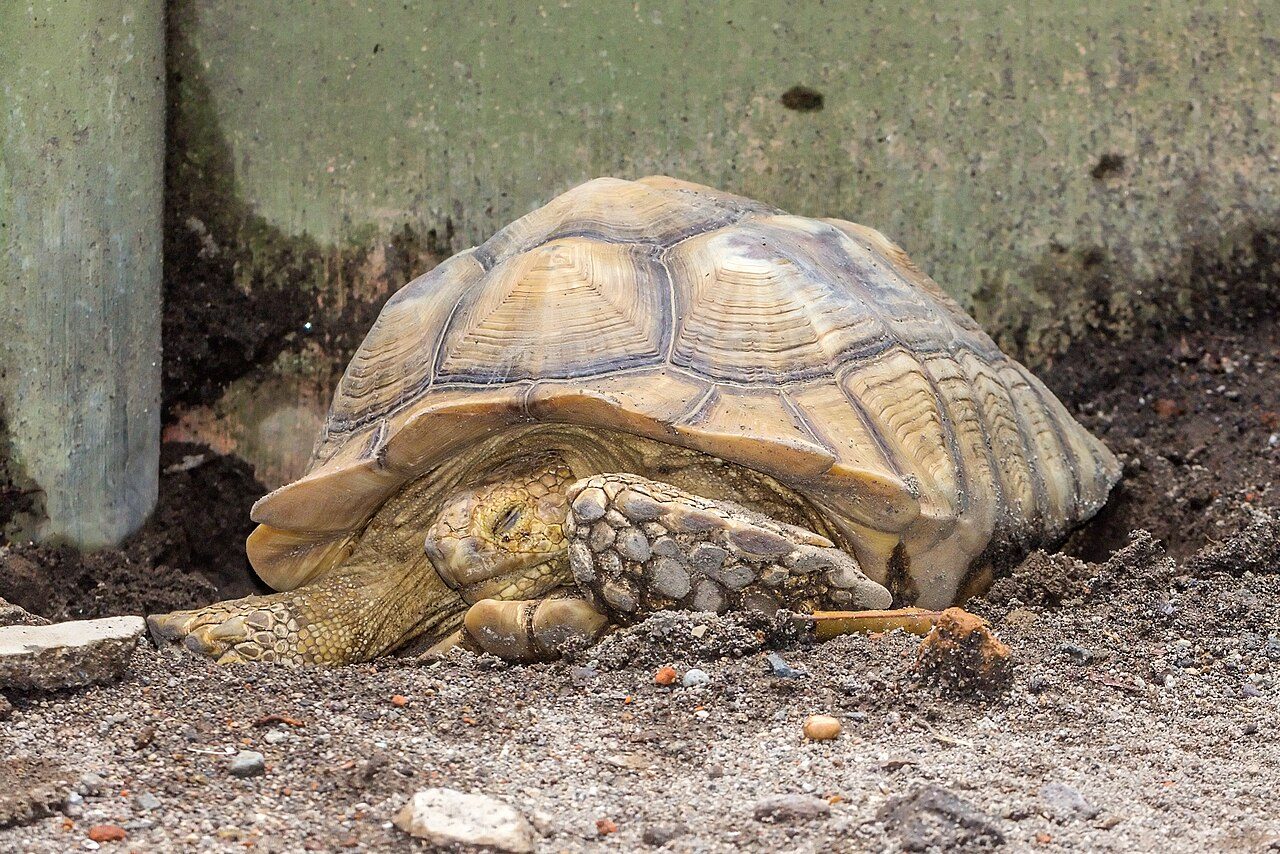 Sulcata Tortoise — tortoise species