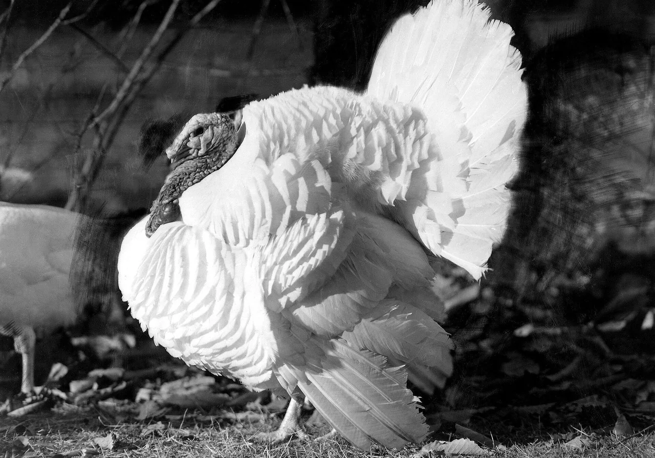 Beltsville Small White — wild turkey breed