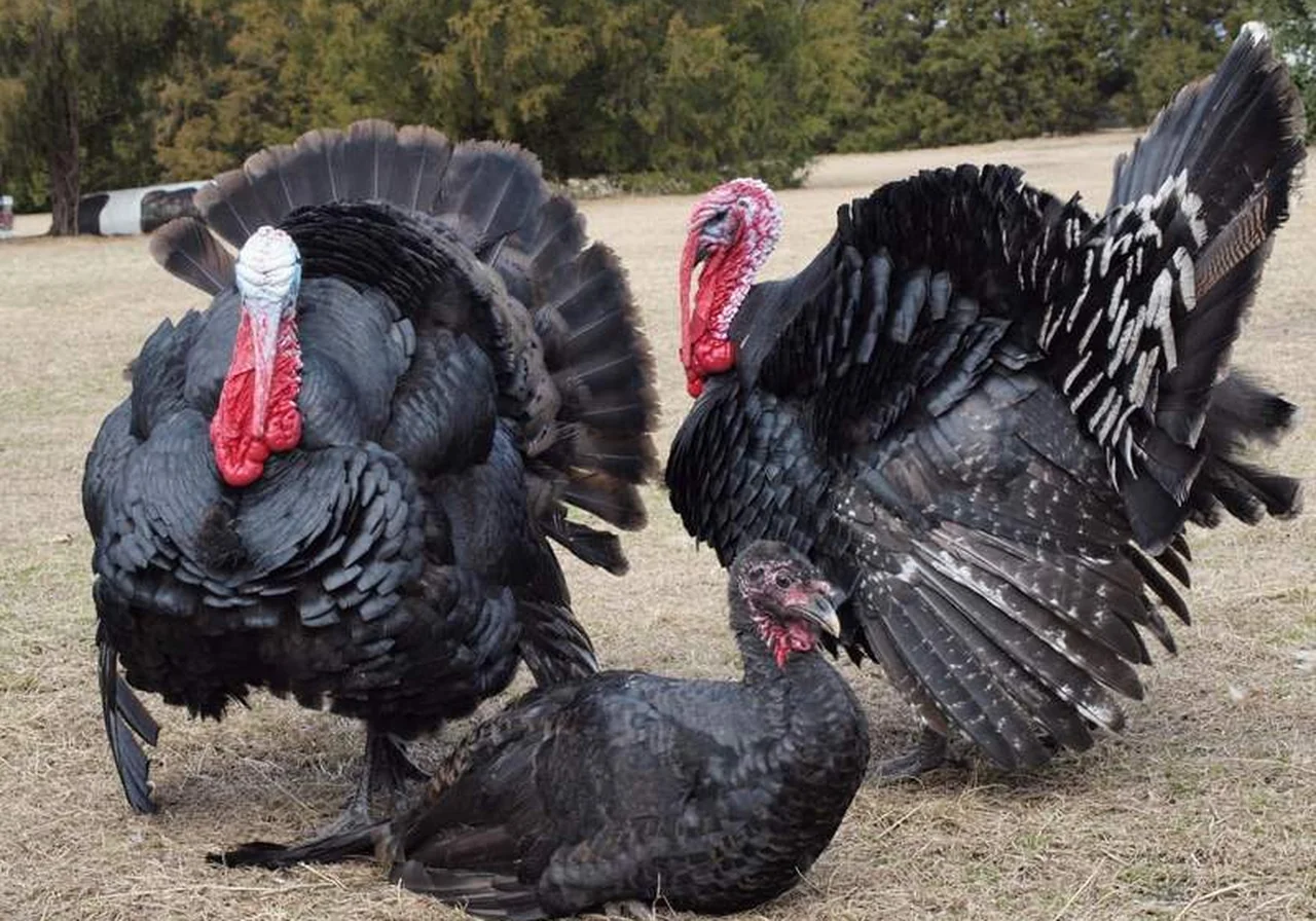 Black Spanish — wild turkey breed