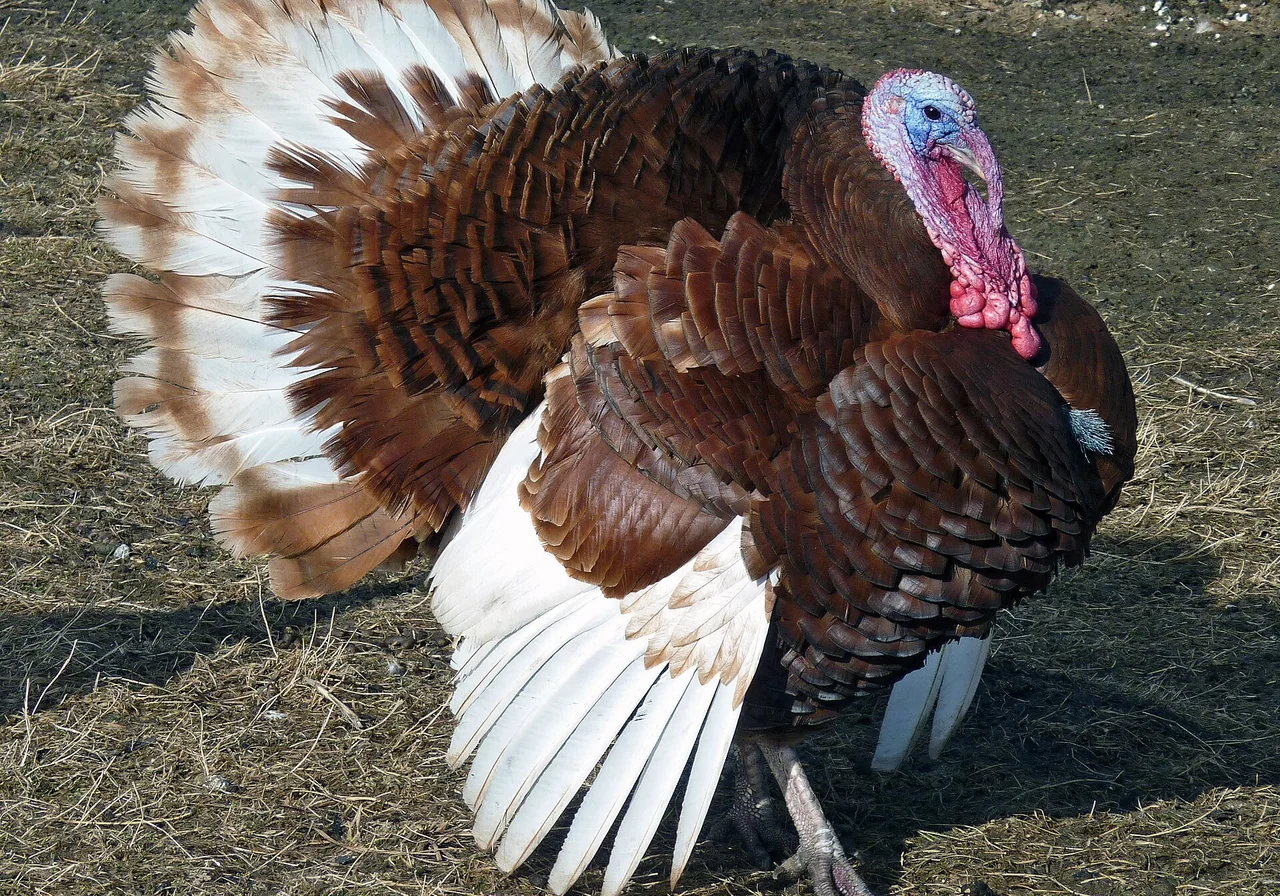 Bourbon Red — wild turkey breed