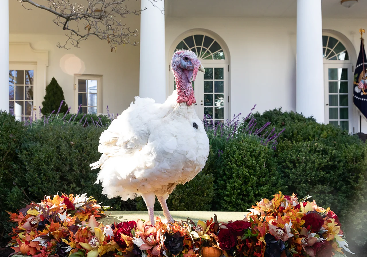 Broad Breasted White — wild turkey breed